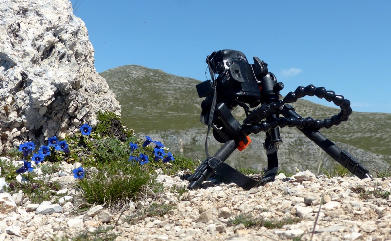 Monte Velino e Monti della Duchessa, le orchidee e la Natura  2024.